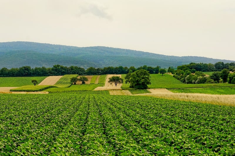 Farm-to-Table Dining